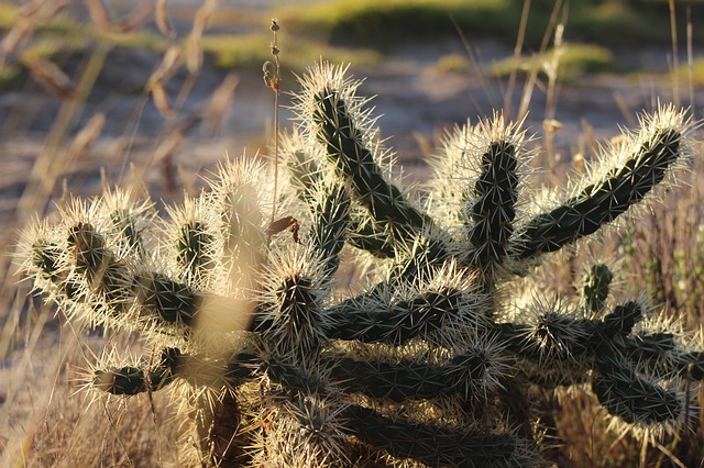 cactus-2976107_640.jpg
